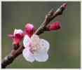 dl_08041202_Apricot blossom.jpg